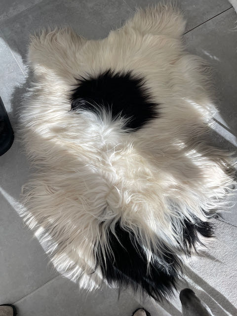 Large zwart- wit langharig Ijslands schapenvacht
